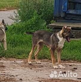 Щенки. В добрые руки. Sos