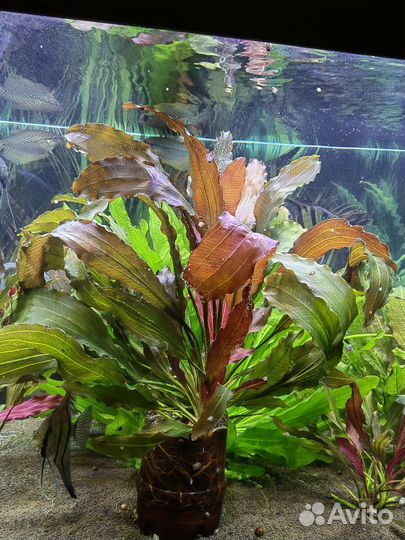 Эхинодорус синусойд