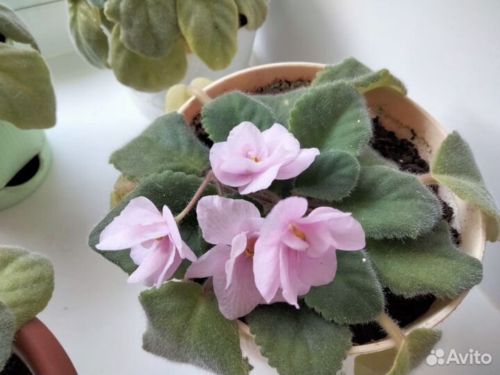 Фиалка белая, розовая, махровая, сиреневая