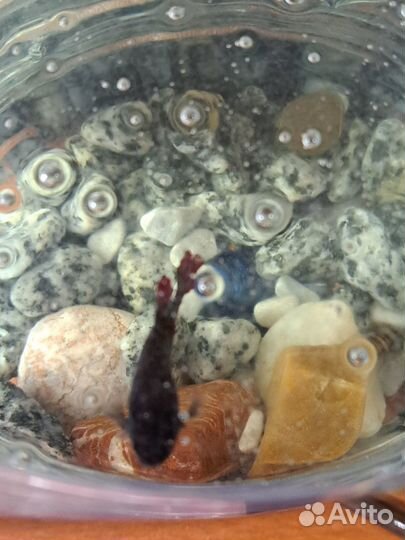 Самка петушка Дельта (курочка)