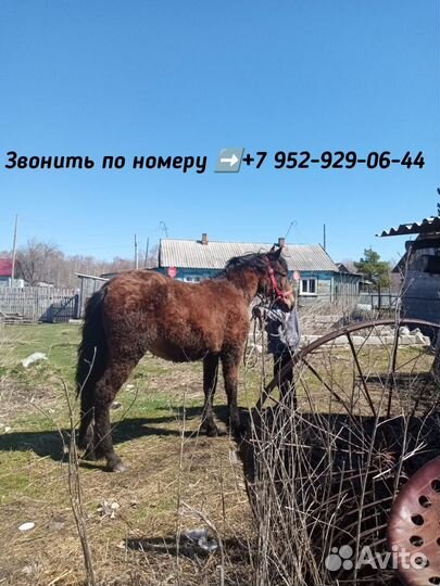 Лошади жеребята