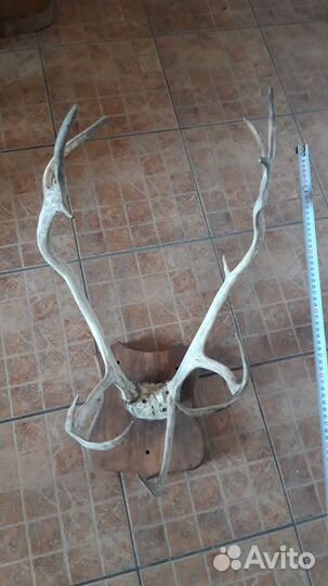 Рога оленя,косули.и др