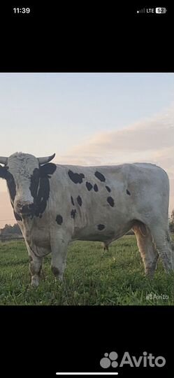 Продам быков