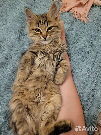 Котик в добрые руки