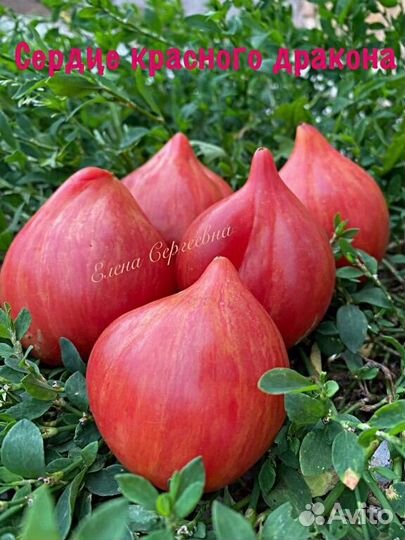 Семена томатов (3)