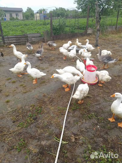 Гусята 3 месячные