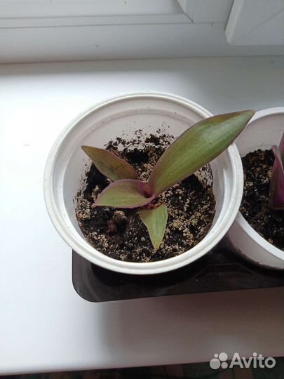 Традесканция рео