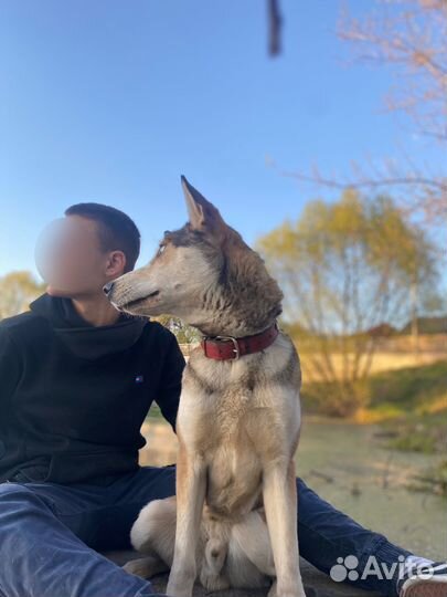 Кобель хаски