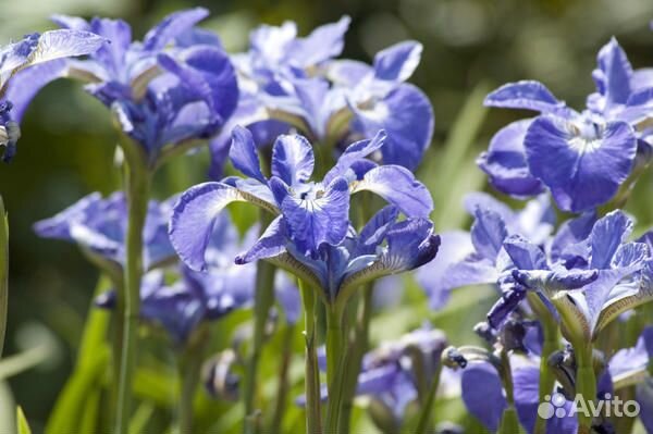 Ирис сибирский ярко-синий