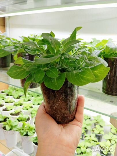 Рассада петунии