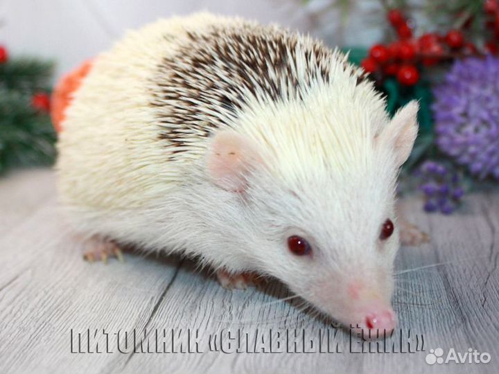 Африканские ежики из питомника. Ручные. Доставка