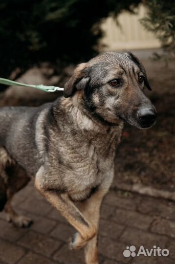 Чуткая Мелисса ждет хозяина