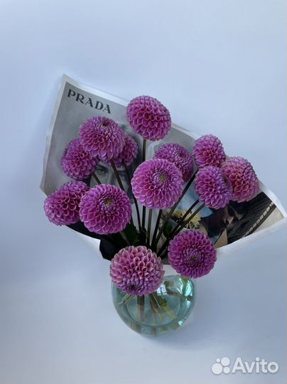 Георгина Изабель