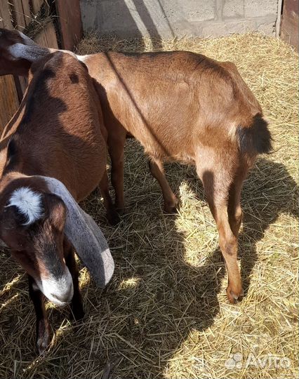 Козы и козлята нубийские и камори