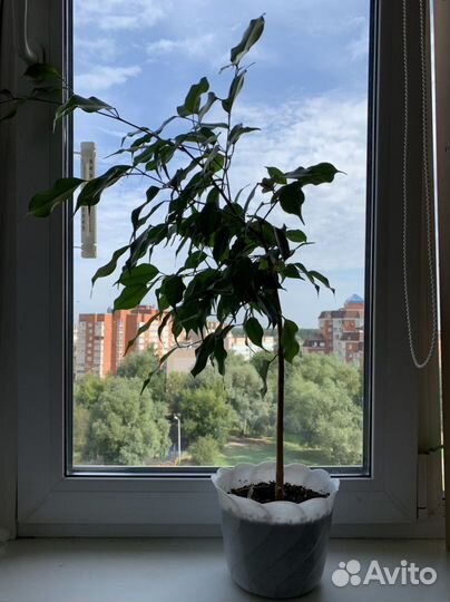 Бенджамина