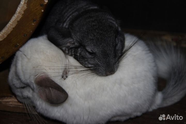 Шиншиллы+клетка+колесо+купалка+песок