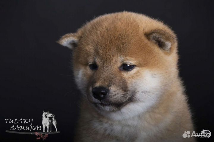 Сиба ину. Щенки