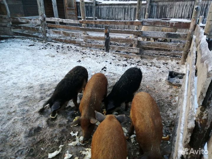 Сало свиное породы венгерской мангалицы