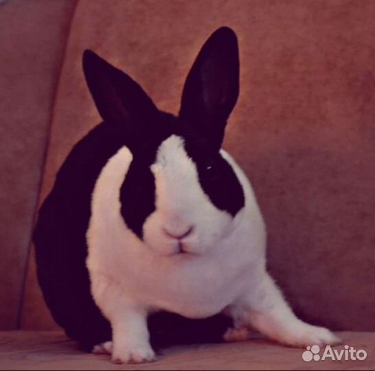 Декоративный кролик в добрые руки