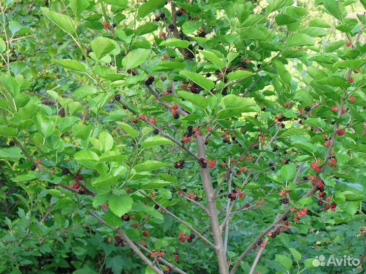 Шелковица (тутовник) Саженцы