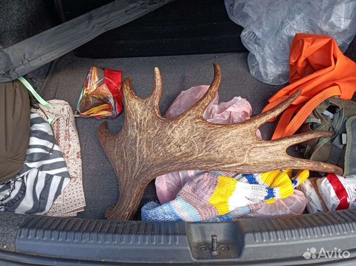 Продажа рогов