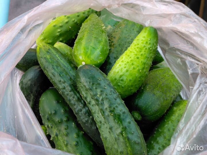 Огурцы, пе