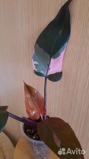 Филодендрон пинк принцесс марбл Кинг