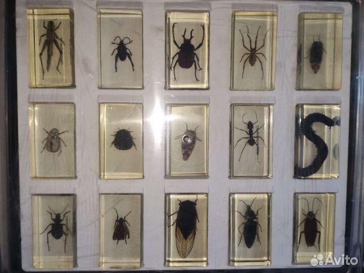 Насекомые и их знакомые Коллекция