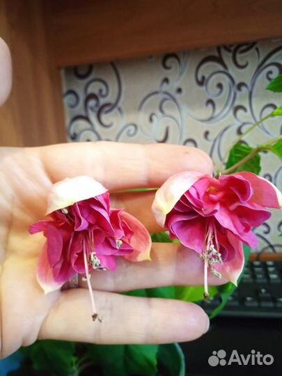 Черенки фуксии