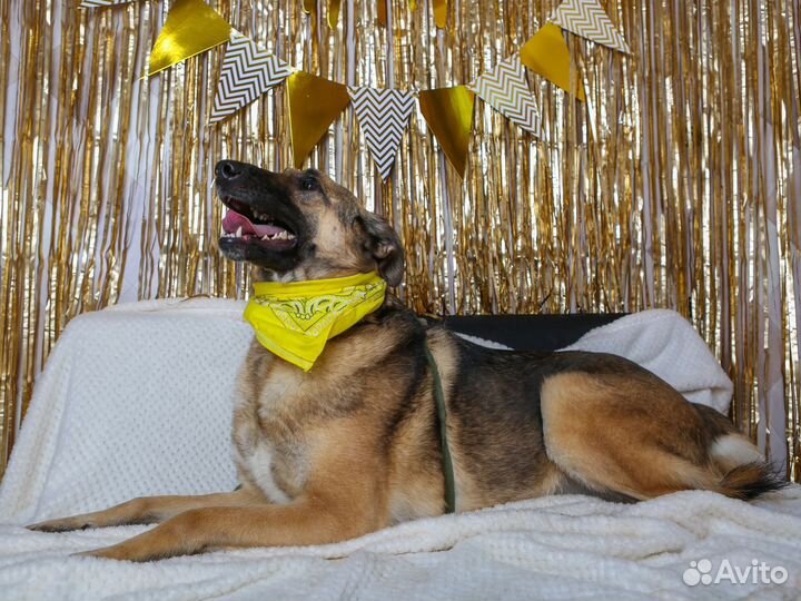 Айс - еще очень молой пес из приюта