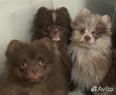 Маша и медведи -шпицы шоколадные ми-ми-мишки