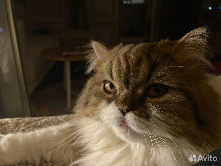 Хайленд страйт