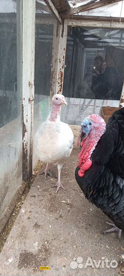 Инкубационное яйцо индейки