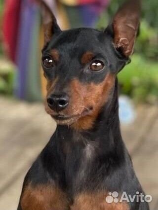 Щенки цвергпинчера мини