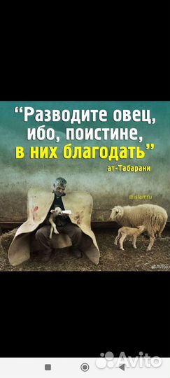 Овцы бараны ягнята