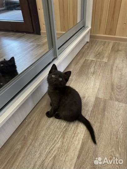 Котенок в добрые руки