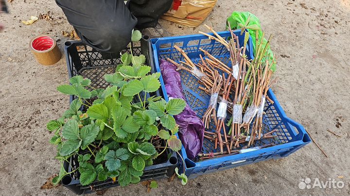 Черенки винограда, инжира, ежевики