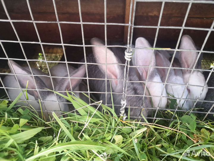 Кролики обычные