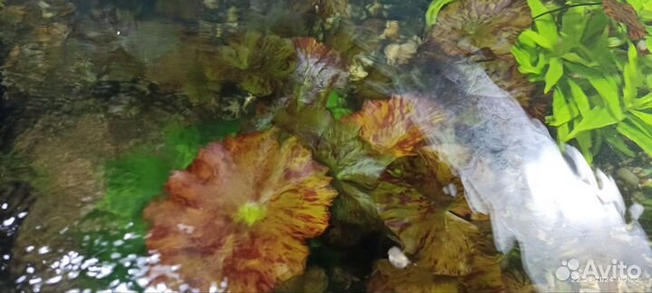 Нимфея тигровая красная