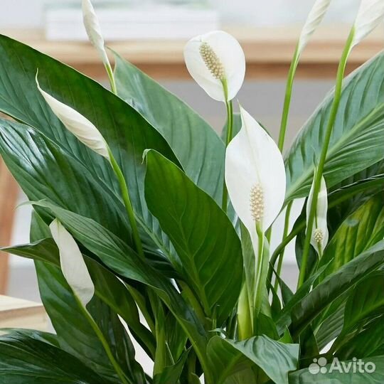 Комнатные цветы