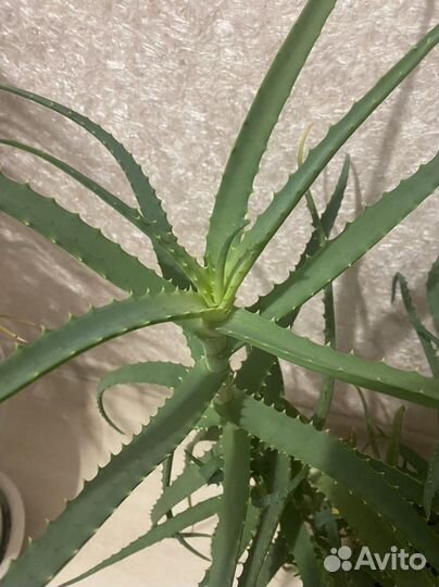 Алоэ срез листьев