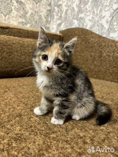 Отдам котеночка в добрые ручки