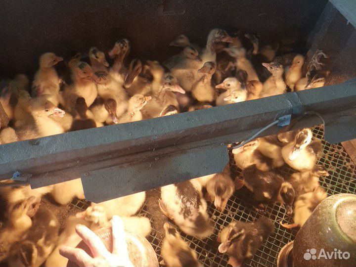 Гусята Линда,утята