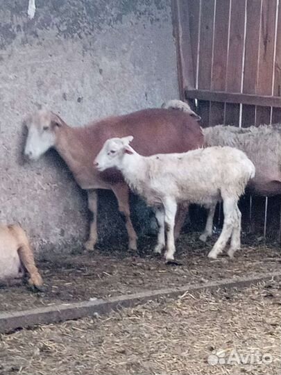 Катумский барашек и ярки