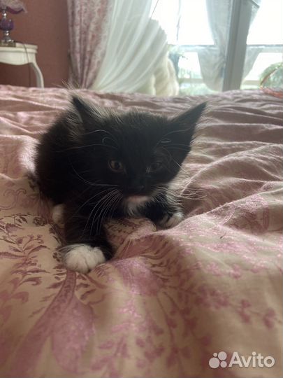 Кошка в дар