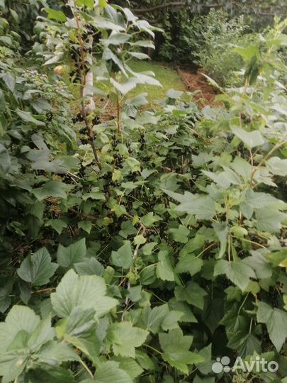 Саженцы смородины черной и красной