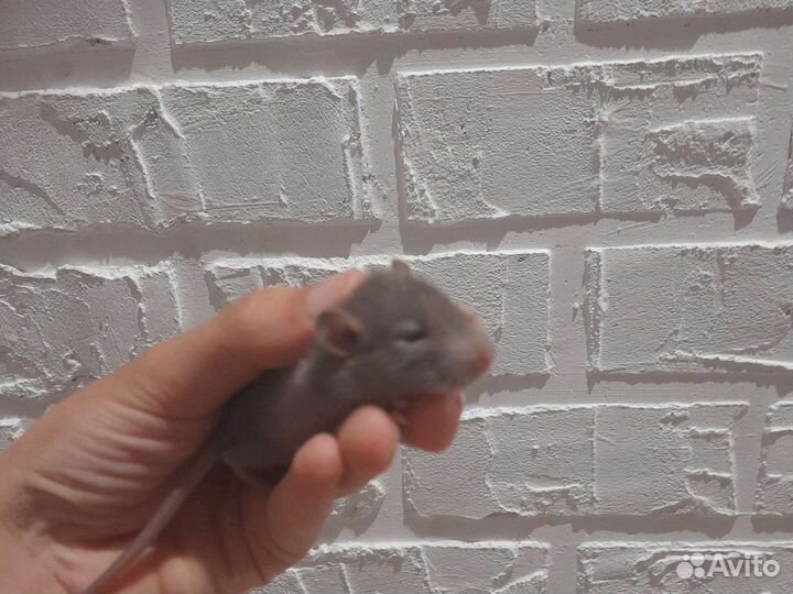 Крыса дамбо