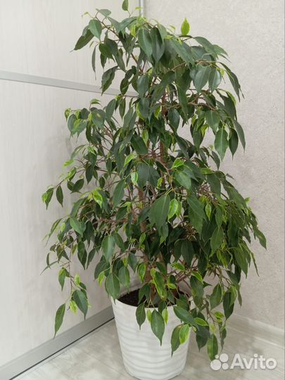 Фикус бенджамина 