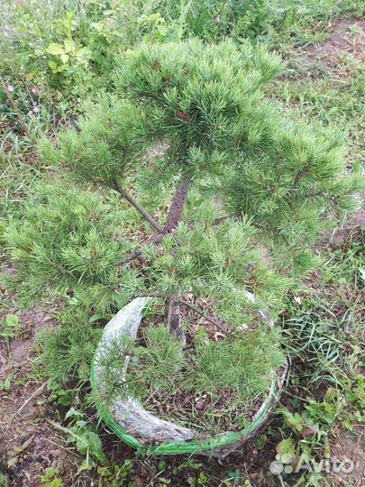 Садовый бонсай ниваки