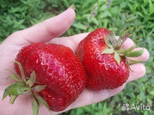 Рассада земляники